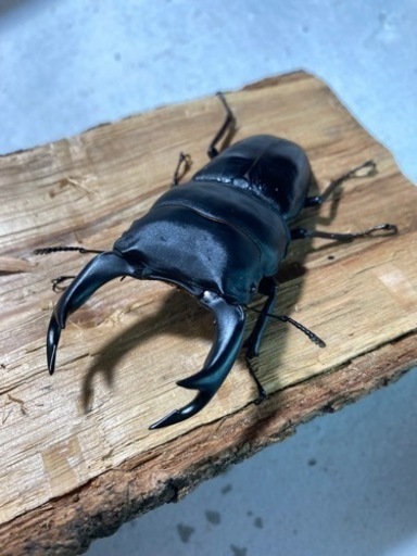 オオクワガタ81mmペア