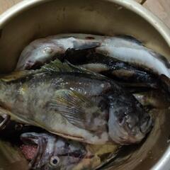 今日夜中か明日お渡し…釣ってきたお魚、ホッケとタラ？