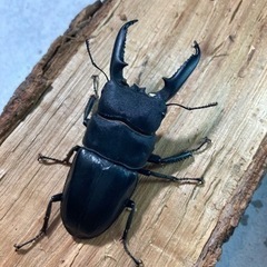 ゴトウヒラタ77mmペアの画像