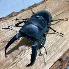 ゴトウヒラタ77mmペア