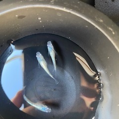 メダカ タンザナイト 8匹 1,500円