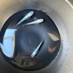 メダカ 青蝶 10匹 1,500円