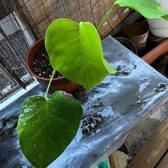 モンステラ　斑入り　さし木