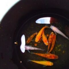 メダカ　　【雲州三色】成魚　10匹 　500円 オオミジンコ付