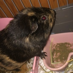 モルモット飼ってくれる方❗️