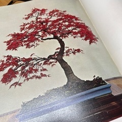 日本盆栽大観　昭和45年発行　古書の画像