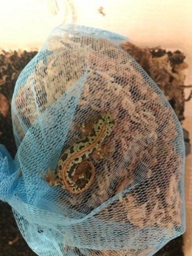 カージスマダライモリ(ケージ、シェルター付)