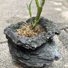 山野草　セッコク　値下げの画像
