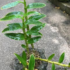 山野草　セッコク01　値段を下げます。