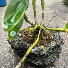 山野草　セッコク01　値段を下げます。の画像