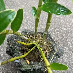 山野草　セッコク01　値段を下げます。の画像