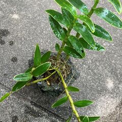 山野草　セッコク01　値段を下げます。の画像