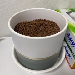 鉢　土付き