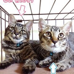 生後5～6か月のキジトラ仲良し兄妹