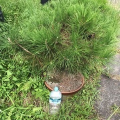 立派な盆栽?30個