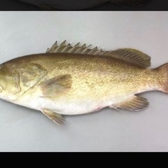 釣船、彦丸。底物大物狙い！の画像