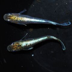 エメラルドフィンマリアージュバクシャイナー　めだか　（メダカ）　　幼魚～若魚　　　　めだか屋チャティーの画像