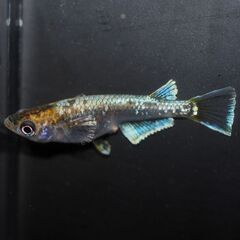 エメラルドフィンマリアージュバクシャイナー　めだか　（メダカ）　　幼魚～若魚　　　　めだか屋チャティーの画像