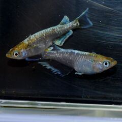 エメラルドフィンマリアージュバクシャイナー　めだか　（メダカ）　　幼魚～若魚　　　　めだか屋チャティーの画像