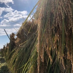 手刈りで稲刈り体験　in  青地町