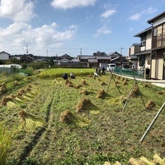 手刈りで稲刈り体験　in  青地町の画像