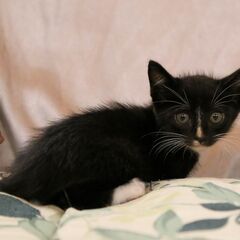 ②生後一カ月弱、野良猫の子猫を保護しました、可愛い靴下猫さんです