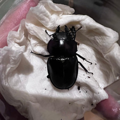 ヤエヤママルバネクワガタ　ペアの画像