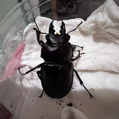 ヤエヤママルバネクワガタ　ペア