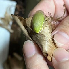 【まとめ割】グリーンバナナローチ.GIANT 幼虫 10匹の画像