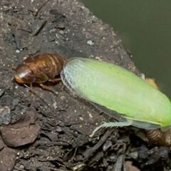 【まとめ割】グリーンバナナローチ.GIANT 幼虫 10匹の画像