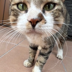 野良猫ちゃん♂ 推定1〜2歳