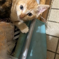 生後、1か月、約、生後2か月の子猫