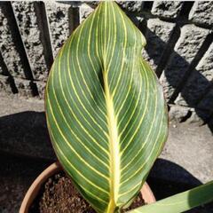 🈹③ ベンガルタイガー 大 観葉植物 お部屋にも！