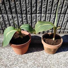 🈹③ ベンガルタイガー 大 観葉植物 お部屋にも！の画像