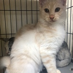 長毛の美猫親子🐱🐱🐱 - 里親募集