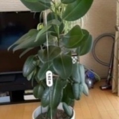 インドゴムノキ