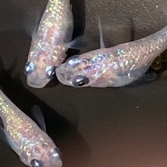 メダカ　三色ラメ幹之サファイア✨成魚２ペア
の画像