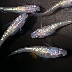 メダカ✨三色ラメ幹之サファイア5匹✨