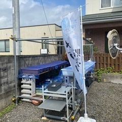 メダカ　三色ラメ幹之サファイア✨成魚２ペア
の画像