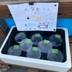 メダカ　三色ラメ幹之サファイア✨成魚２ペア
の画像
