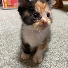 里親さん募集中（譲渡決定しました）