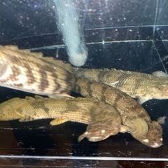 エンドリケリーの画像