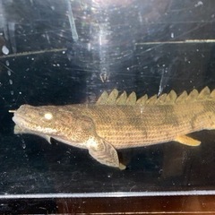 エンドリケリーの画像