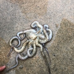 ※釣り餌※シガヤーダコ※(１Kg)※
