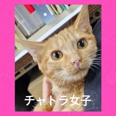 珍しいチャトラ女子をよろしく^_^ 募集中♡