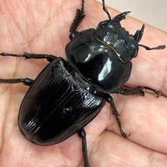 国産オオクワガタ　能勢YG  ♂80ミリ ♀55ミリの画像