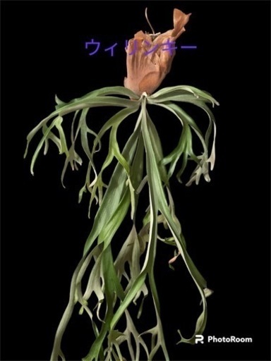 ビカクシダ　大株販売