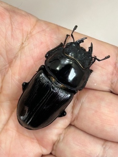 国産オオクワガタ（久留米産）♂80ミリ　♀48ミリ