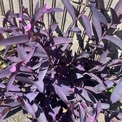 多肉植物　　ムラサキゴテン10本