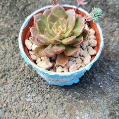 多肉植物